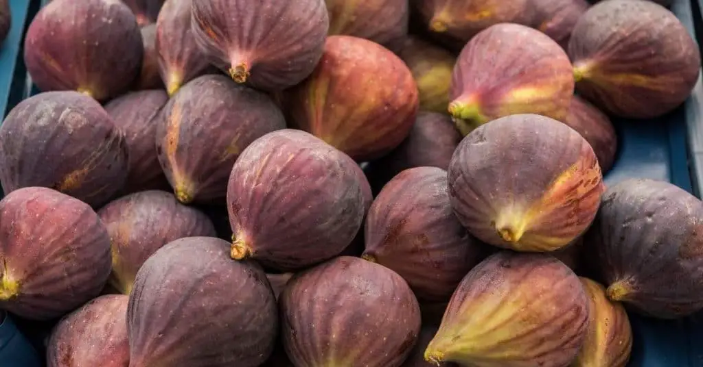 freeze figs