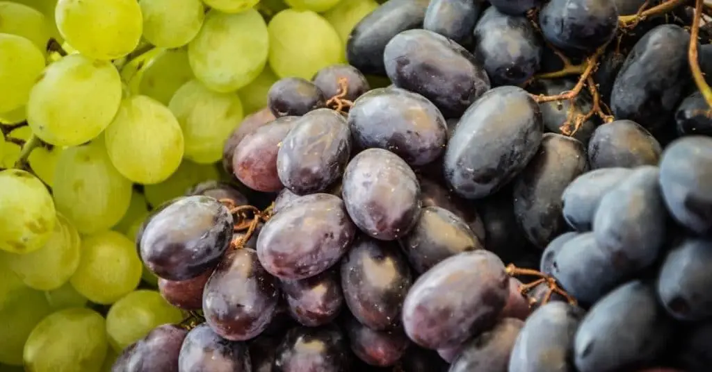 freeze grapes