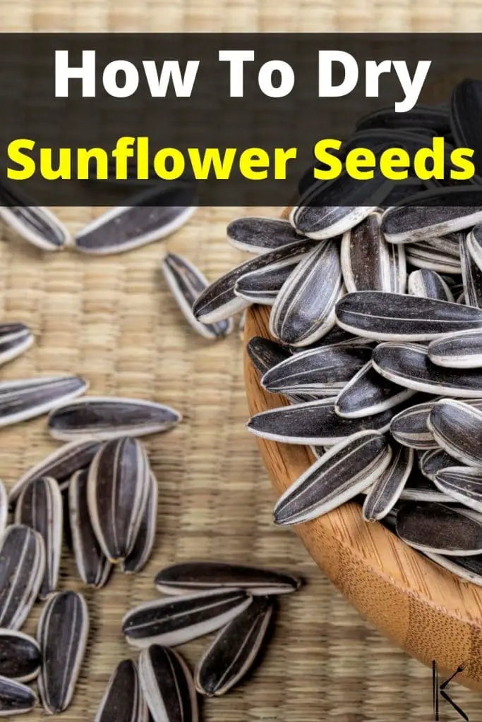 drying sunflower seeds