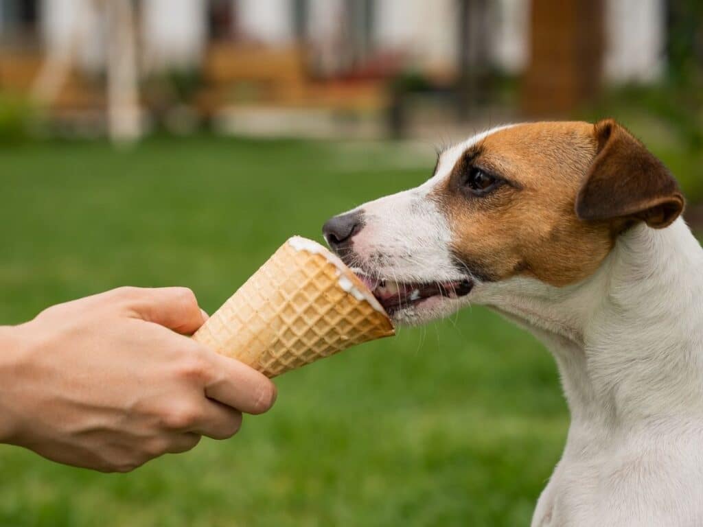 dogs eat vanilla ice cream