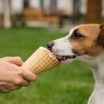 Can Dogs Eat Vanilla Ice Cream?
