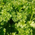 What Can I Substitute for Parsley?